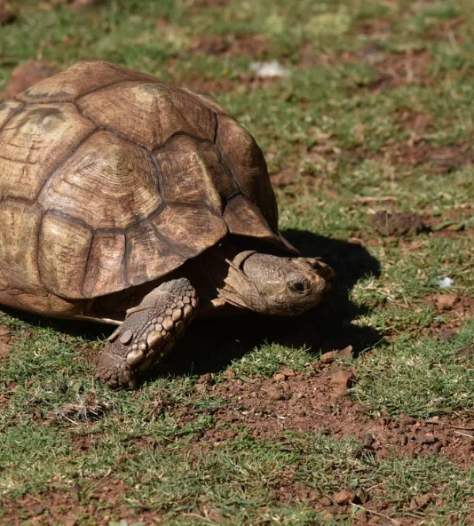 Large tortoise on grassy ground