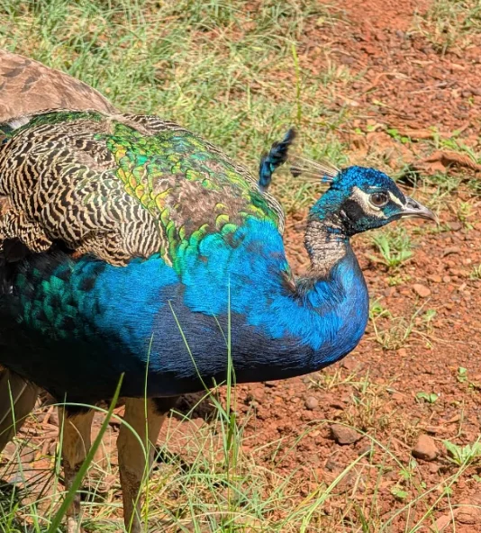 Peacock showing bright blue and green feathers