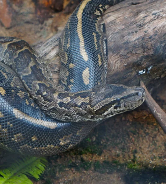 Snake resting on a log