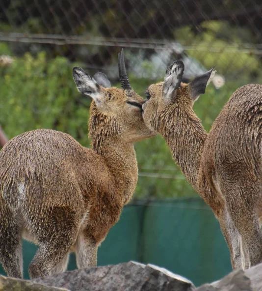 Two small antelope greeting each other
