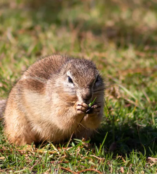 Two antelope standing close together