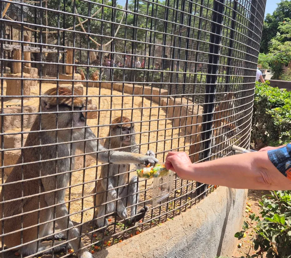 Monkeys reaching through the habitat mesh toward a visitor's hand