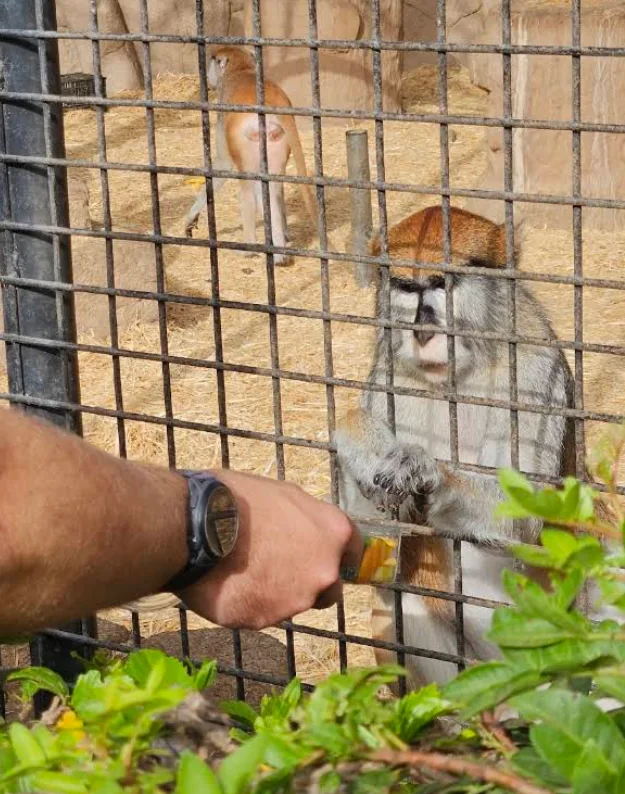 Monkey named Meta behind the habitat mesh