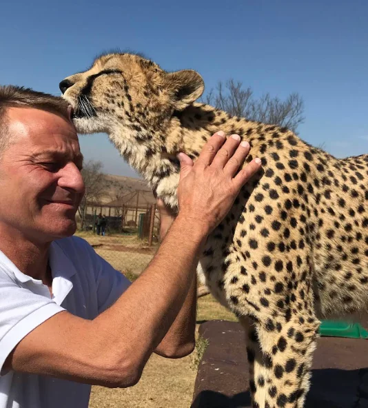 Cheetah named Robert being petted by a keeper