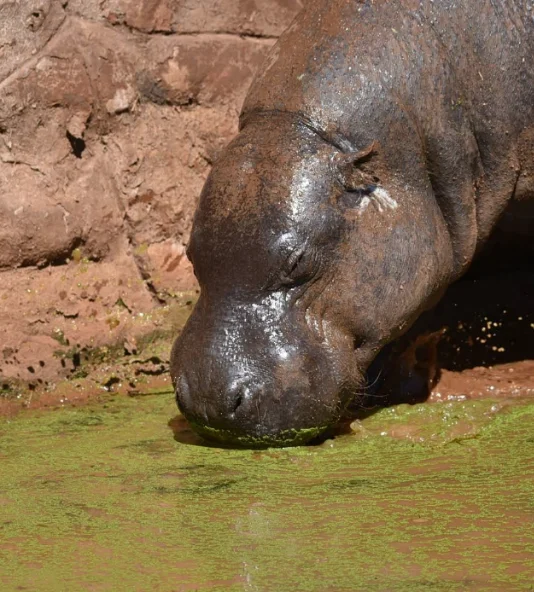 Hippo resting in a green pool