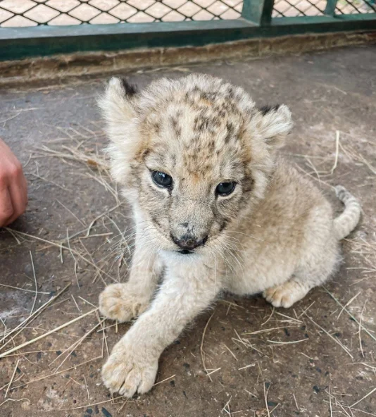 Young tiger cub resting near the nursery habitat